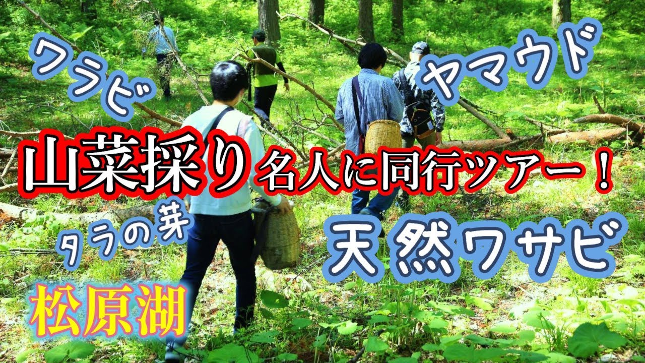 You can pick wild vegetables even in June! Part 1] Picking wild