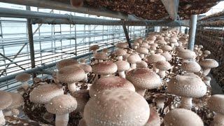 Shiitake mushroom farming Project in China  Qihe Biotech