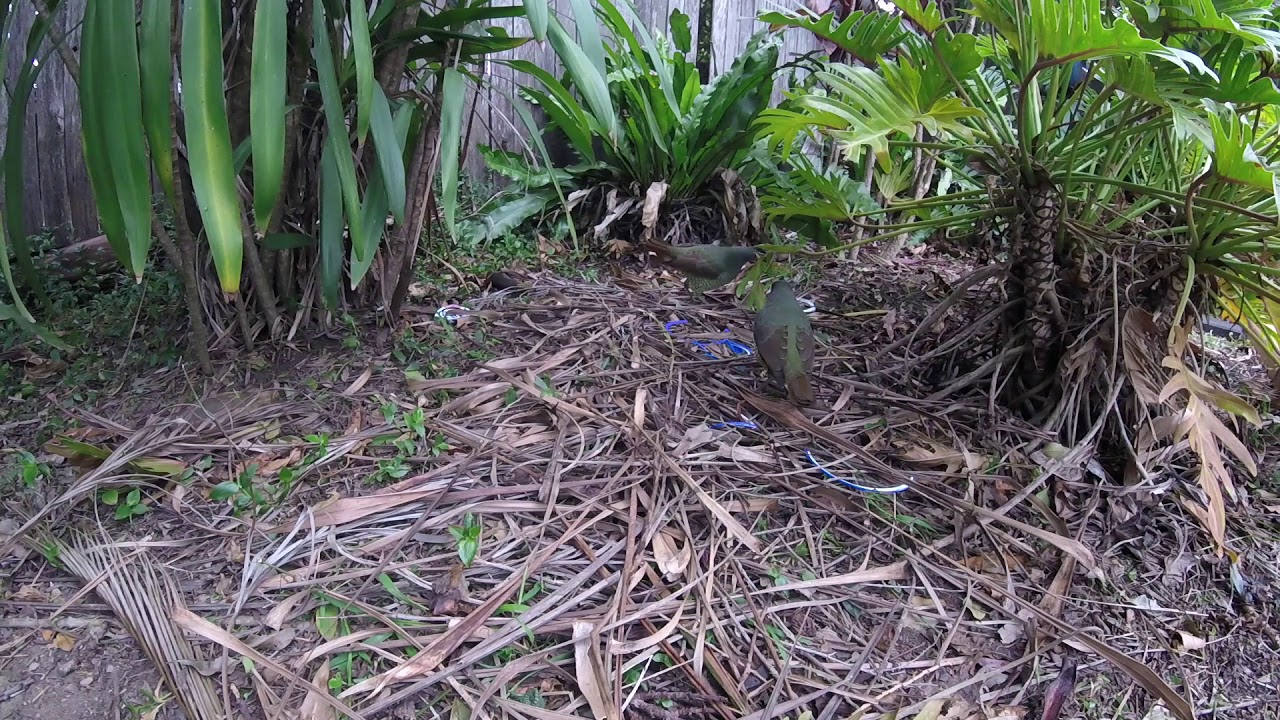 Male satin bowerbird display for female. Turn up sound!