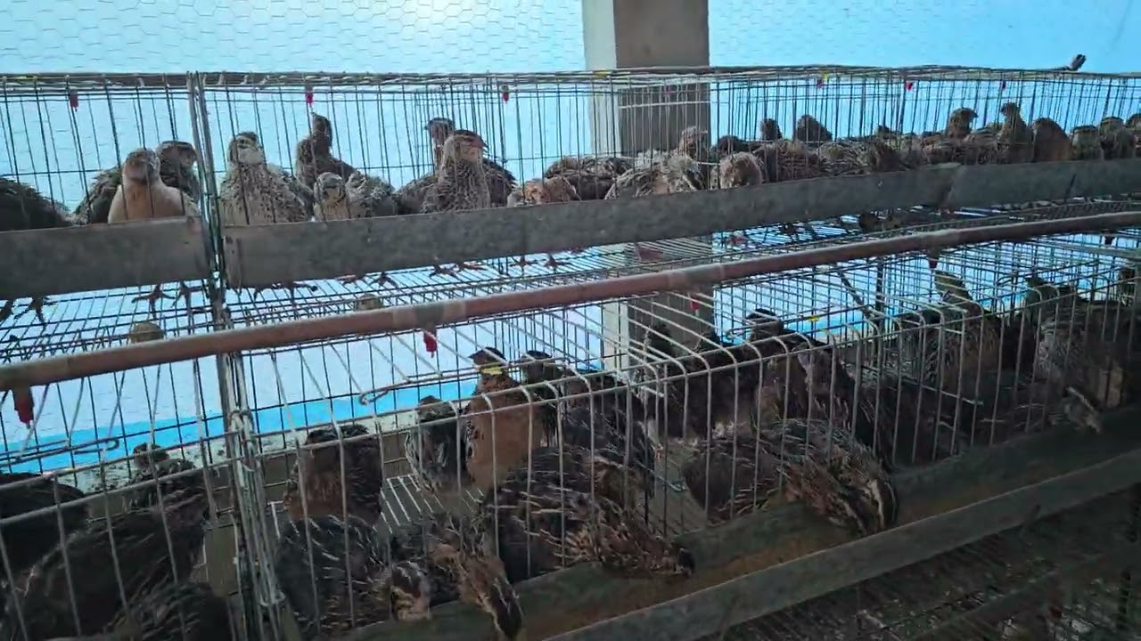 Dicas importantes sobre CRIAÇÃO DE CODORNA GIGANTE