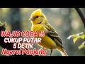 Masteran Suara Burung Kenari Full Tembakan