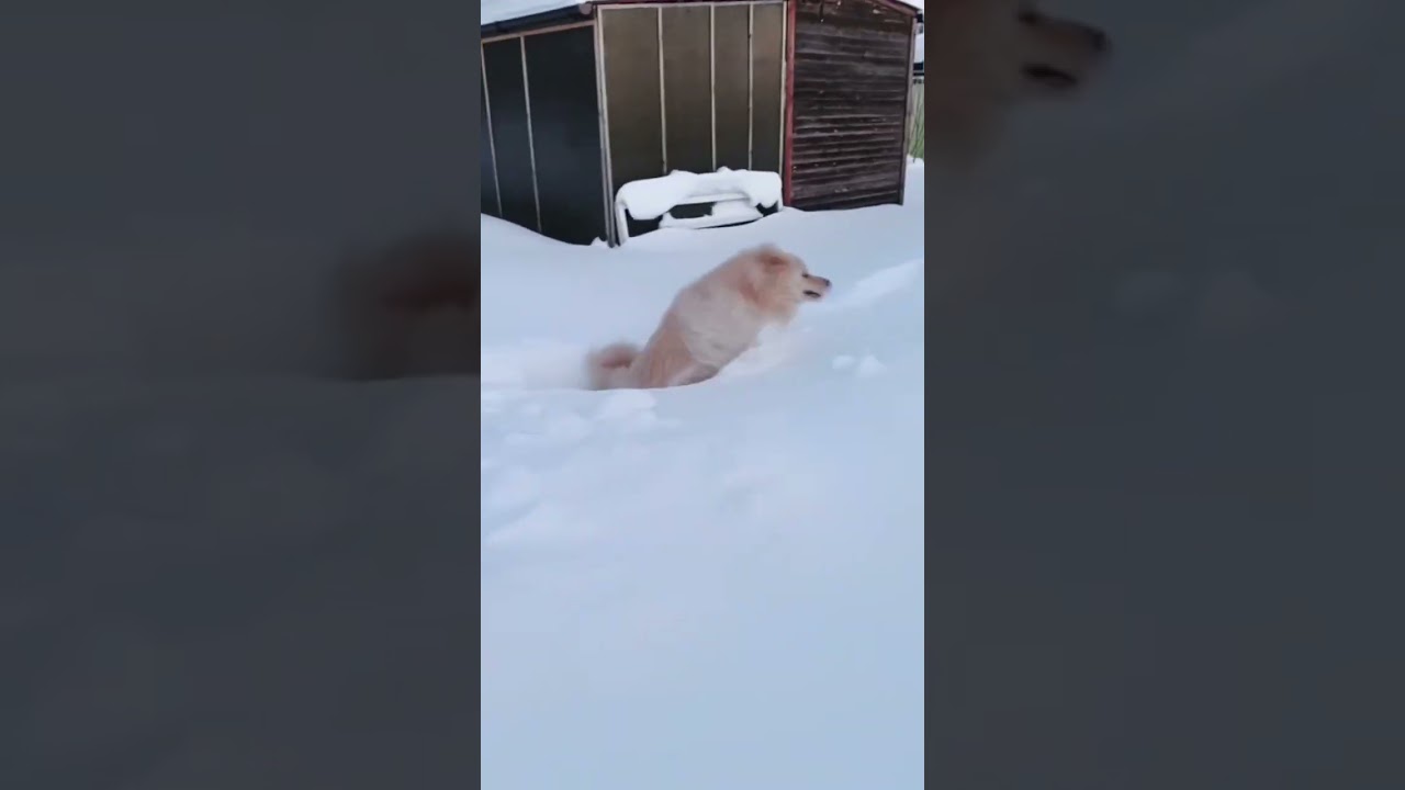 Ричик в сугробе