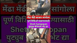 मेंढा मेंढी बाजार सांगोला #viral #shortsvideo #शेतकरी #farming #sheep #बाजारभाव #bazar #shorts