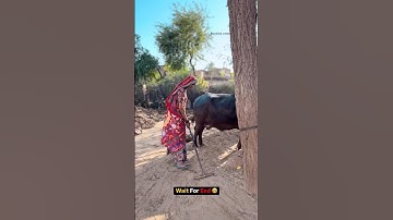 ha दादी 🤣 #rajasthani #viralvideo #funny #comedy #rajstanicomedy #shorts #marwadi
