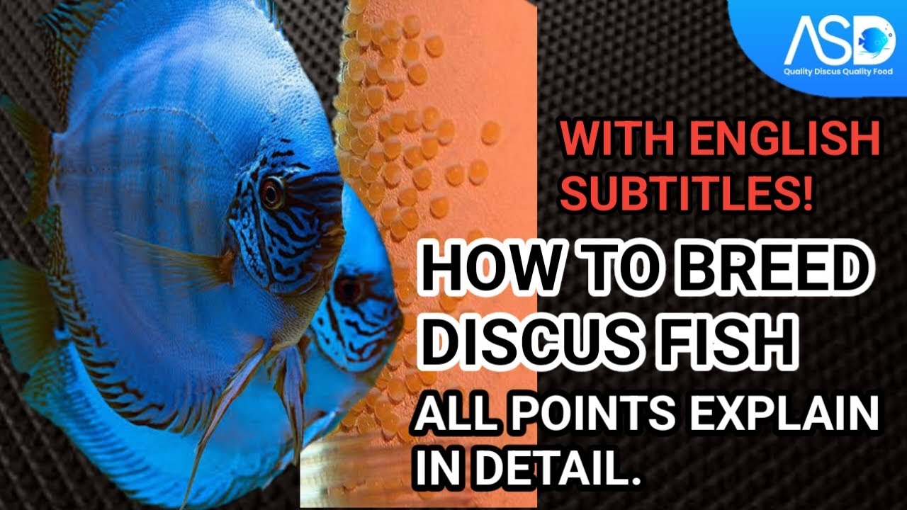 HOW TO BREED DISCUS FISH (with english subtitles) ASDDISCUSVLOGS YouTube