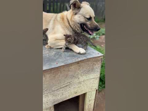 Мама кошка пришла забирать котёнка из детского сада 🥳🐕🐈🐈🐾 - YouTube