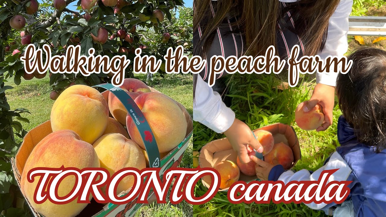 Explorewalking in the peach farm in Toronto, Canada!