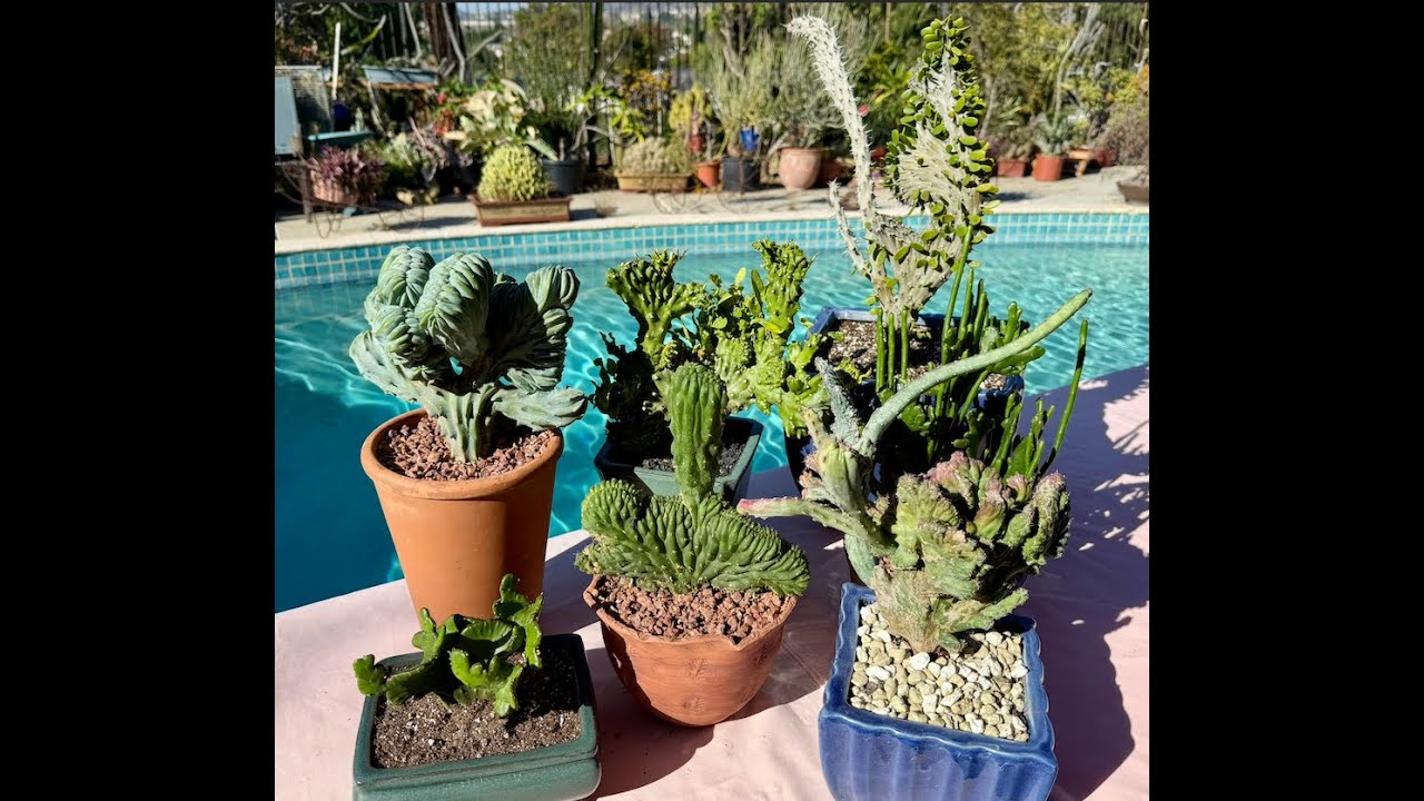 10 редких хохлатых растений — Эпизод 216