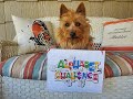 DMWYD Alphabet Challenge with Maddie the Australian Terrier の動画、YouTube動画。