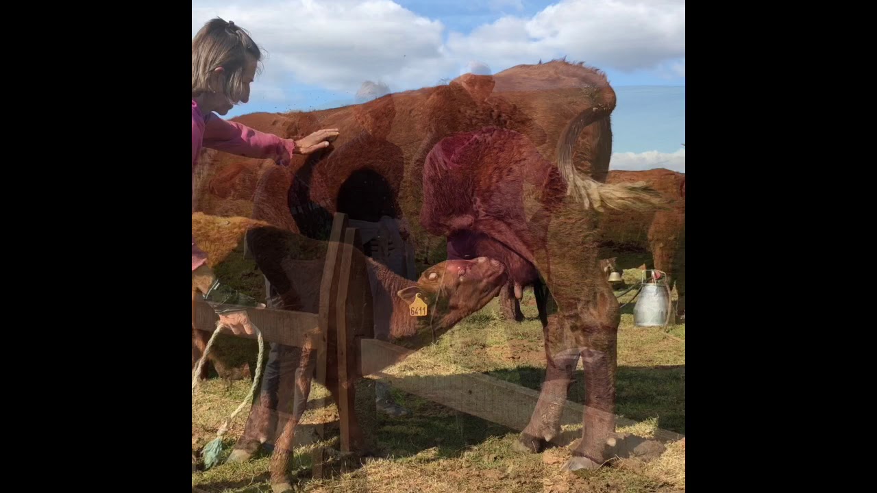 LA TRAITE DE LA RACE DE SALERS AU BURON D’ALGOUR