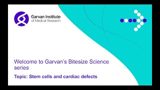 Bite Size Science: Stem cells and cardiac defects