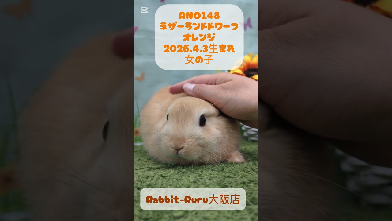 うさぎベビーちゃん♡【大阪店】#shorts - YouTube