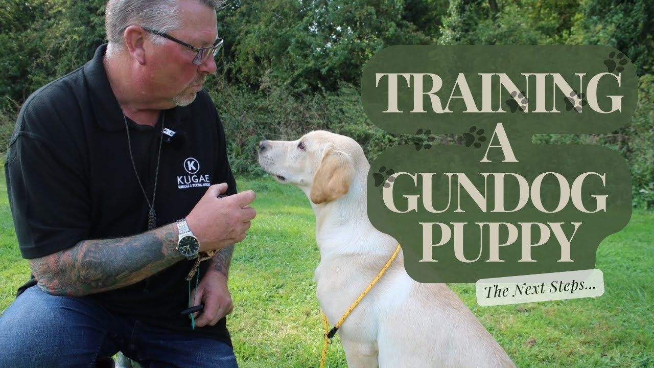 Gundog Training with a Labrador Puppy - YouTube