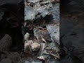 Michigan morel mushroom growing in my yard part 3