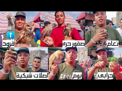 سوق الجمعة بالسيدة عائشة بالاسعااار نعام صقور شاهين بوم اجوانات تعابين اصلات شبكية حرابى زراعية و