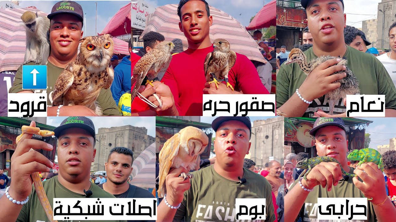 سوق الجمعة بالسيدة عائشة بالاسعااار نعام صقور شاهين بوم اجوانات تعابين اصلات شبكية حرابى زراعية و