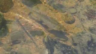 1050820七堵瑪陵坑溪鯝魚粗首鱲與石賓