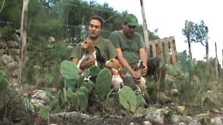 Caccia al coniglio beagle pupies hunrubbit running