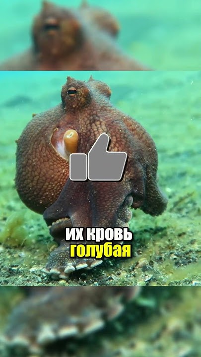 У НИХ - 5 СЕРДЕЦ!! У какого существа больше всего сердец? #facts - YouTube