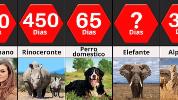 ¿Qué animal tiene el embarazo más rápido?