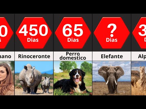 Video: ¿Los animales más grandes tienen períodos de gestación más largos?