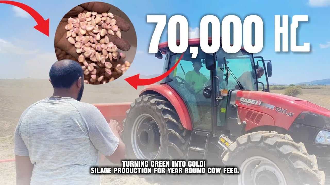 የበቆሎ ገፈራ ስናመርት silage production in Amharic
