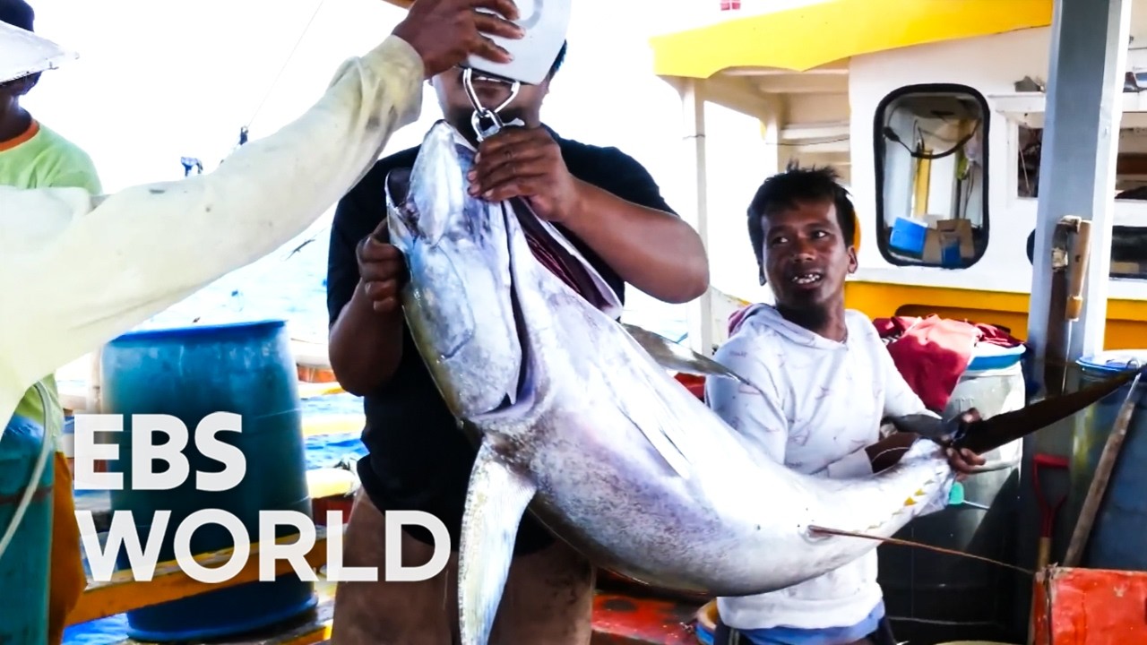 [ENG SUB] Massive Tuna Swarm The Boat With Just One Strange Bait #PICKDOCU