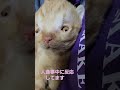 ともぞうはもう食べたよね?