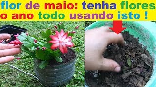 Flor de Maio – Tenha flores o ano todo usando apenas este adubo