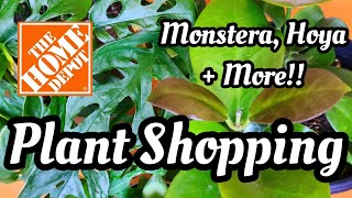 HOME DEPOT PLANT SHOPPING & HAUL || Monstera Adansonii, Hoya Australis + Variegated Succulents!! 🦄