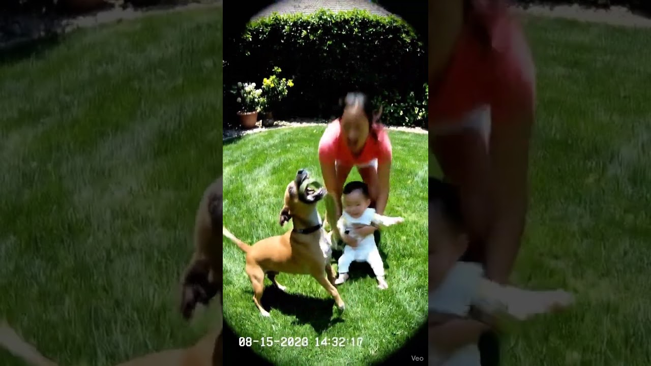 Dog Rescue baby from Snake as mother Crying 