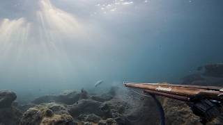 Amazing Day, Epic Shot! Shallow Dentex 2m Deep