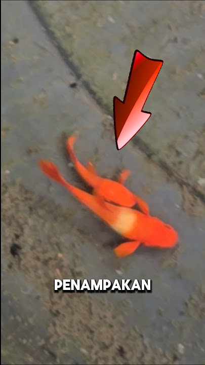 INILAH CARA KAWIN IKAN GUPPY‼️