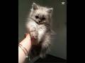 #cat #cute #kedi #kitten #cutecat #kitty #funny #edit #pets #animals #cutekitty cute cats 😍😝