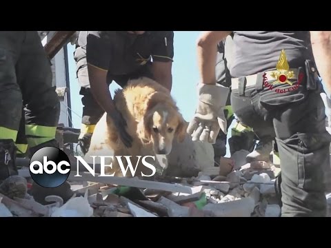 Video: Pet Sangkar: Cat Dijumpai Hidup di Runtuhan Dari Gempa Itali, Barks Anjing Simpan Pemilik Warga Emas
