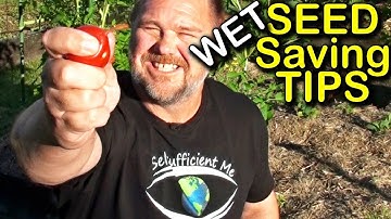 Seed Saving Tips Ep 2 - Wet Seeds | Organic Gardening
