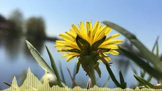 Download Lagu The 126ers - Winds Of Spring | No Copyright Music MP3 Download Lagu The 126ers - Winds Of Spring | No Copyright Music MP3