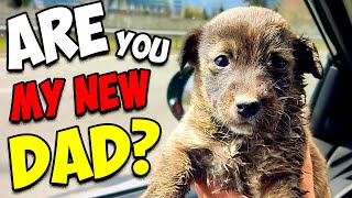 Tiny Puppy Gets Rescued and Thinks I am His Dad