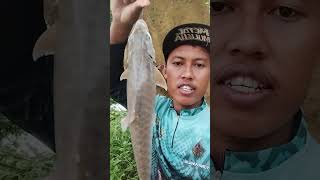 Akhirnya Strike Golden Mahserr Kalimantan ゚