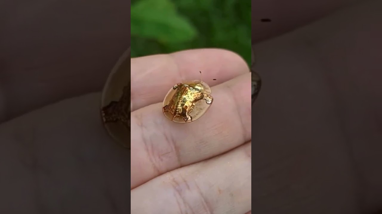 The Golden Tortoise Beetle