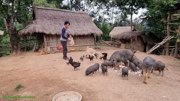 yug qaib yug npuas nyob tom xas nas