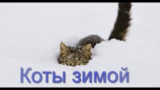 Коты зимой: кошки и кошки исследуют снег Коты зимой: кошки и кошки исследуют снег