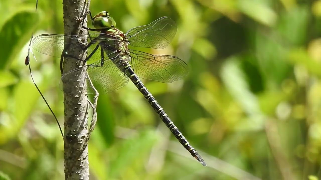 Emerald Dragonfly (Corduliidae) - DSCN6419