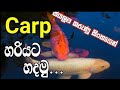 Carp fish care in sinhala./carp sinhala.