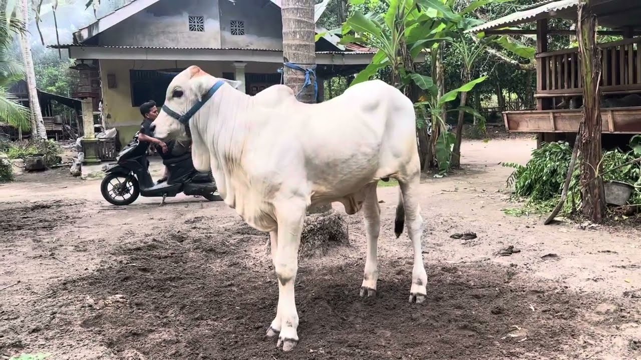 Pedet Trah pejantan Pak kumpul || Sapi po kebumen || wa 083844037031