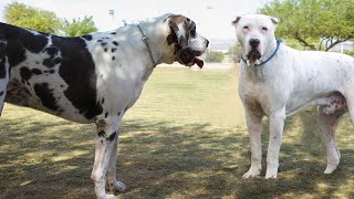Bulli KuttaまたはBully KuttaまたはAlangu Mastiff。現在のパキスタン...