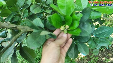 Những nguyên nhân làm Bưởi ra hoa nhiều nhưng rụng sạch và cách khắc phục