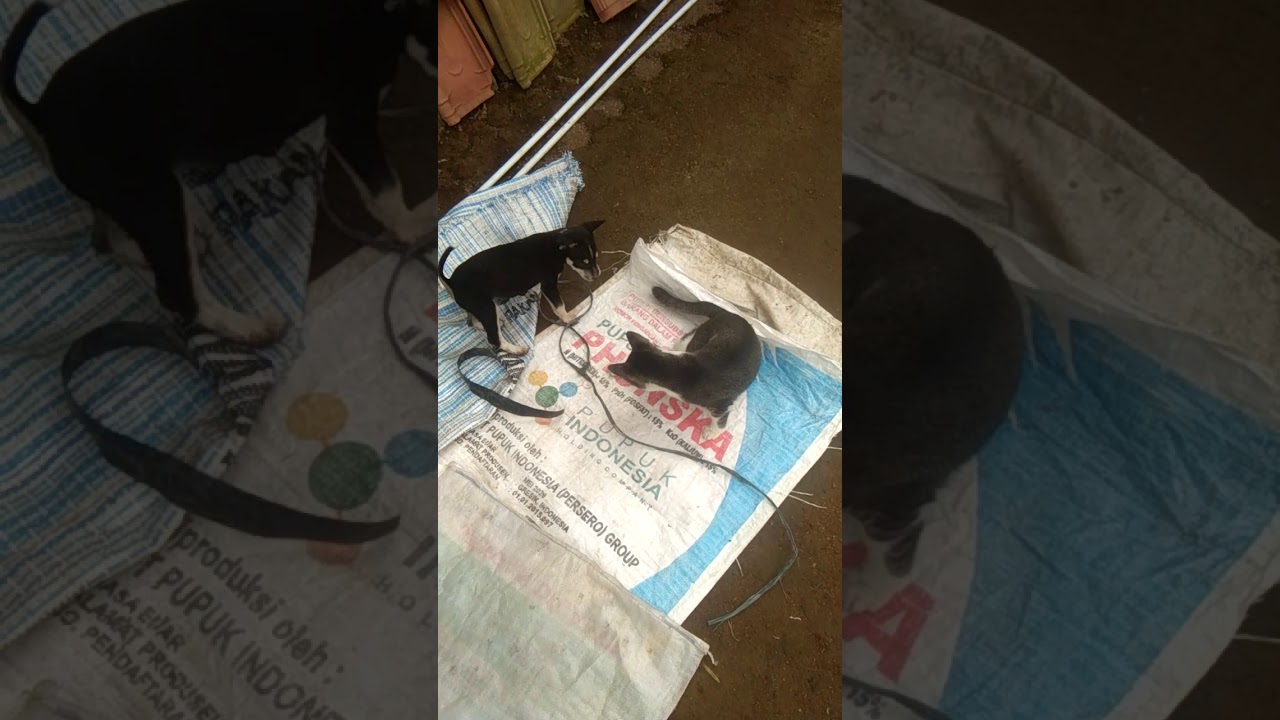 Anjing vs kucing - YouTube