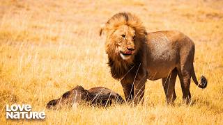 African Giants Lions Vs Elephants Wildlife Icons 101203