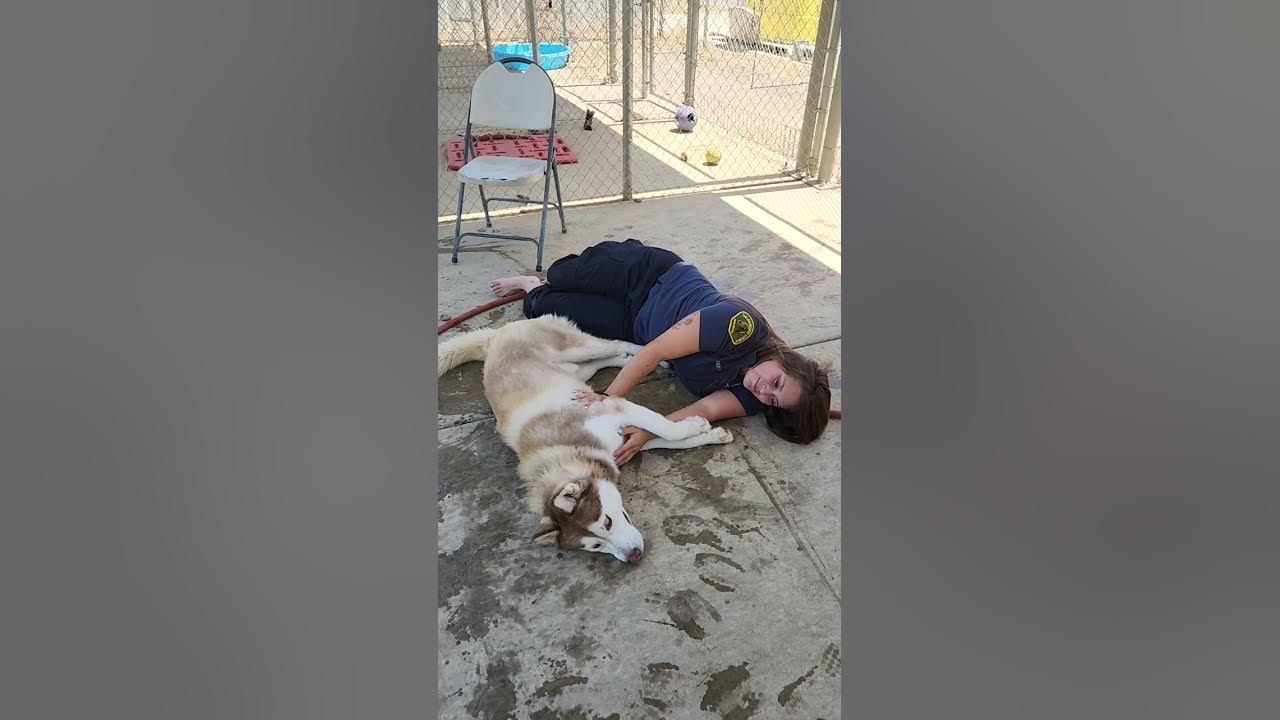 Rocky giving love to shelter staff. available to adopt, Bradshaw animal